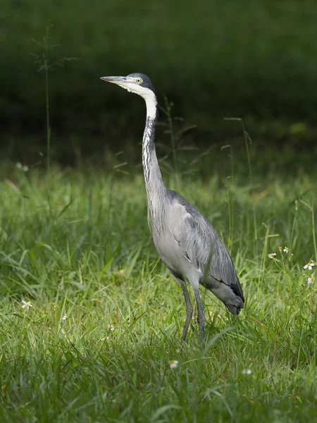 Black Headed Heron Ardea Melanocephala Jediný Pták Trávě Uganda Srpen — Stock fotografie