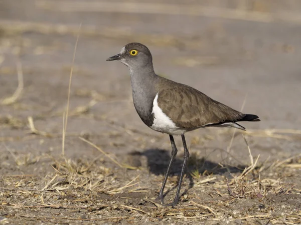 黑色翅船 Vanellus Melanopterus 单鸟在地面上 乌干达 2018年8月 — 图库照片