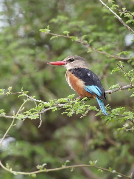 Martin Pescatore Dal Ventre Castano Todiramphus Farquhari Uccello Singolo Ramo — Foto Stock