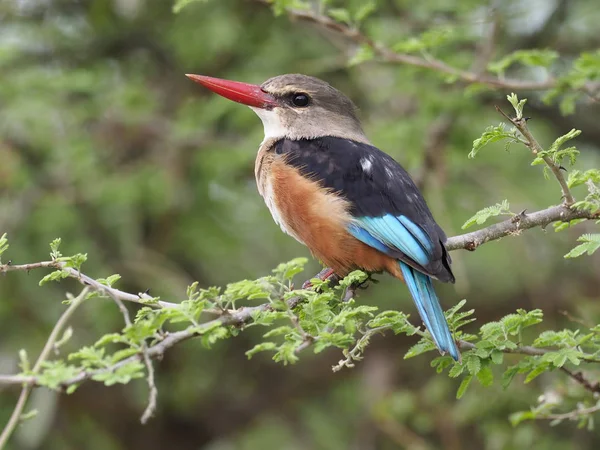 Kingfisher Kestane Karınlı Todiramphus Farquhari Şube Uganda Ağustos 2018 Tek — Stok fotoğraf