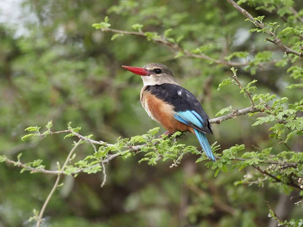 Kingfisher kestane karınlı, Todiramphus farquhari, şube, Uganda, Ağustos 2018 tek kuş