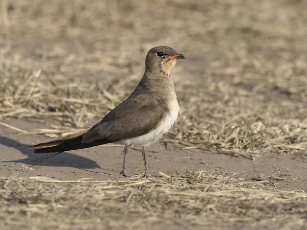 Pratincole Glareola Pratincola Ave Solteira Chão Uganda Agosto 2018 — Fotografia de Stock