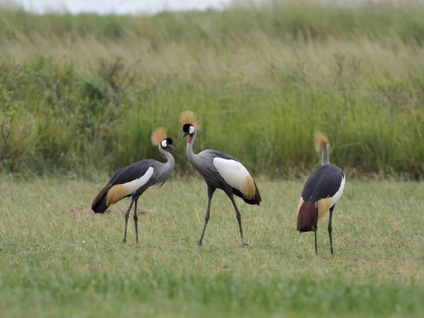 Grijze Gekroond Kraan Balearica Regulorum Vogels Gras Oeganda Augustus 2018 — Stockfoto