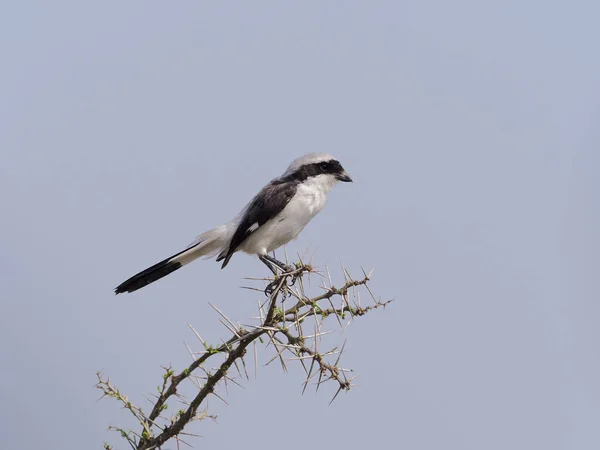 Grey Backed Fiscal Lanius Excubitoroides Single Bird Branch Uganda August — Stock Photo, Image