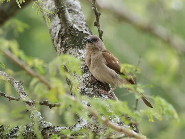 Gri başlı serçe, Passer griseus, şube, Uganda, Ağustos 2018 tek kuş