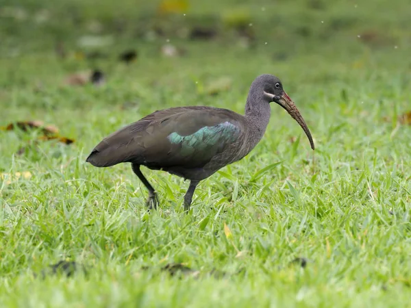 Hadeba Ibis Bostrychia Hagedash Single Bird Grass Uganda August 2018 — Stock Photo, Image