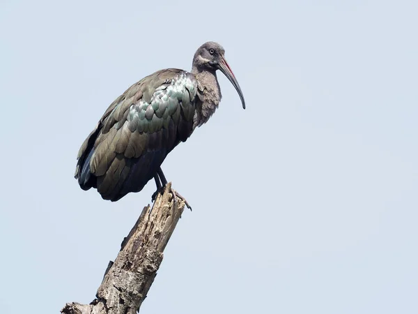 Hadeba Ibis Bostrychia Hagedash Single Bird Branch Uganda August 2018 — Stock Photo, Image