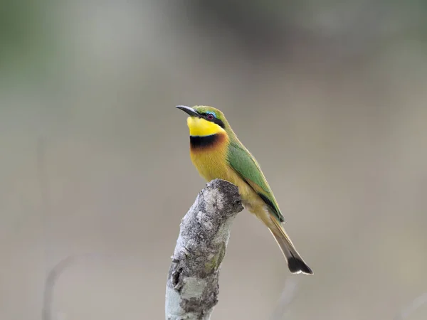 Apicoltore Merops Pusillus Uccello Singolo Ramo Uganda Agosto 2018 — Foto Stock