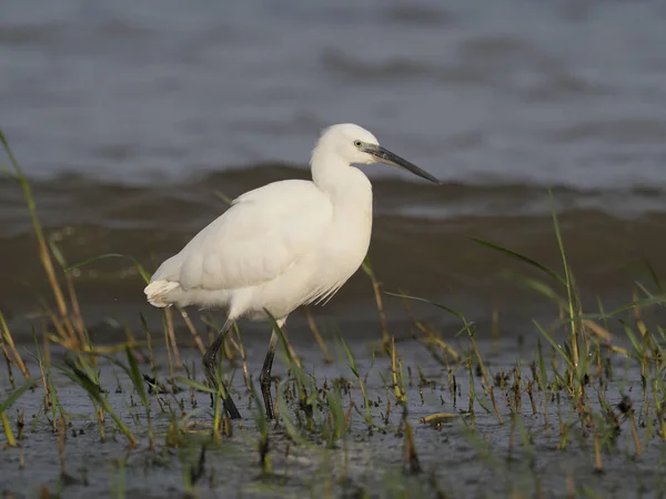 Little Egret Egretta Garzetta Enstaka Fågel Vatten Uganda Augusti 2018 — Stockfoto