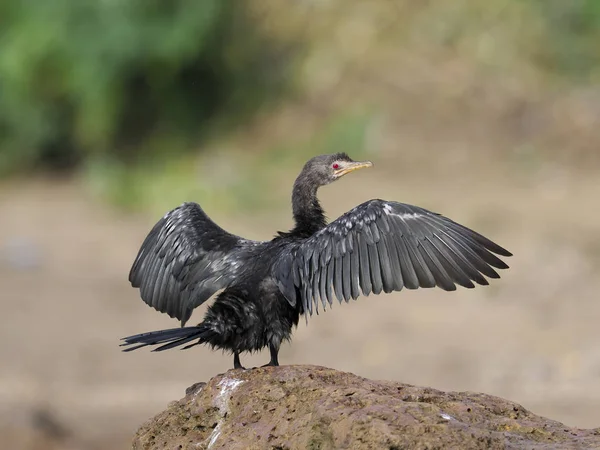Cormoran Longue Queue Phalacrocorax Africanus Oiseau Solitaire Bord Eau Ouganda — Photo