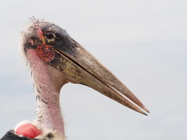 Čáp Marabu Leptoptilos Crumeniferus Jeden Ptačí Hlavy Uganda Srpen 2018 — Stock fotografie