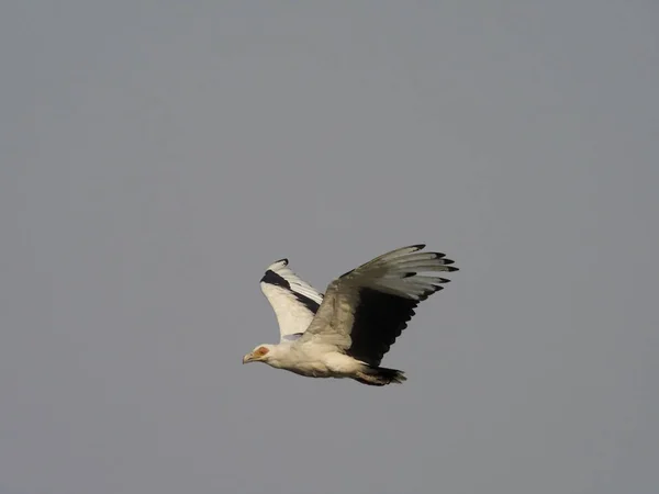 Avvoltoio Delle Palme Gypohierax Angolensis Uccello Singolo Volo Uganda Agosto — Foto Stock