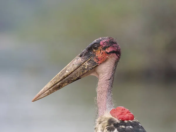 Cigüeña Marabú Leptoptilos Crumeniferus Cabeza Solo Pájaro Uganda Agosto 2018 —  Fotos de Stock