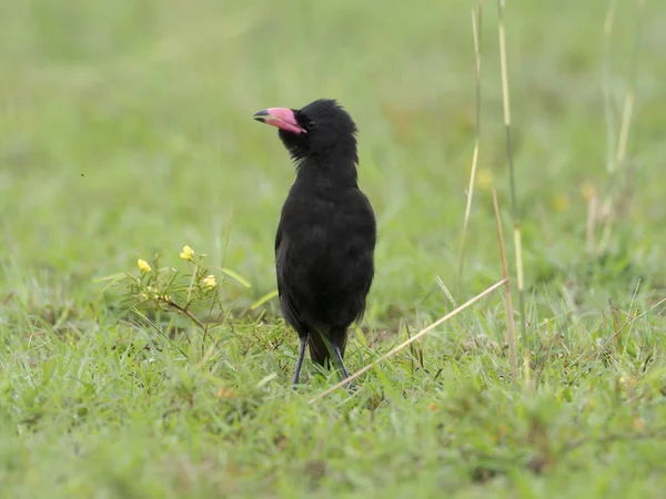 Piapiaque Ptilostomus Afer Oiseau Solitaire Sur Herbe Ouganda Août 2018 — Photo