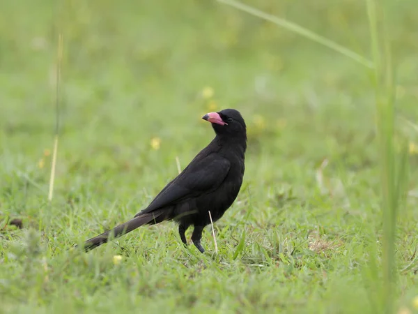 Piapiac Ptilostomus Afer Einziger Vogel Auf Dem Rasen Uganda August — Stockfoto