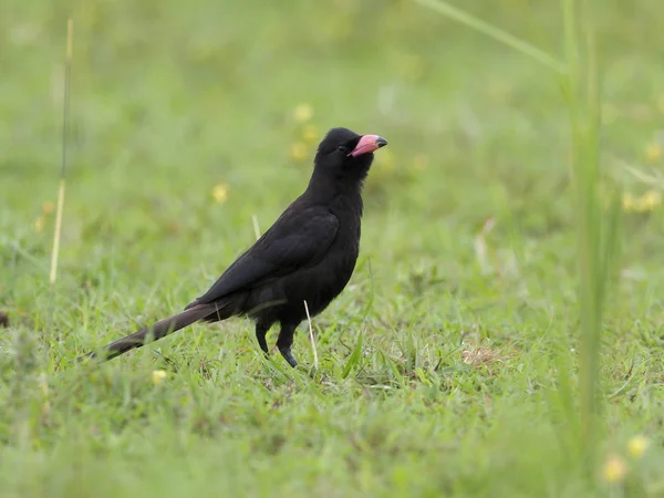 Piapiac Ptilostomus Afer Single Bird Grass Уганда Август 2018 — стоковое фото