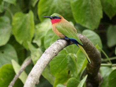Kızıl gerdanlı arı kuşugiller, arı kuşu bulocki, şube, Uganda, Ağustos 2018 tek kuş