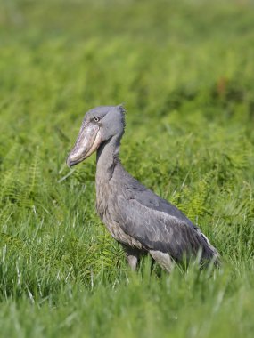 Shoebill, Balaeniceps rex, çim, Uganda, Ağustos 2018 tek kuş