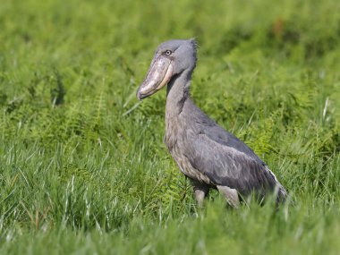 Shoebill, Balaeniceps rex, çim, Uganda, Ağustos 2018 tek kuş
