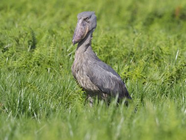 Shoebill, Balaeniceps rex, çim, Uganda, Ağustos 2018 tek kuş
