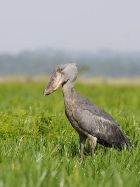 Shoebill, Balaeniceps rex, çim, Uganda, Ağustos 2018 tek kuş