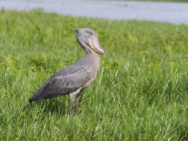 Shoebill, Balaeniceps rex, çim, Uganda, Ağustos 2018 tek kuş