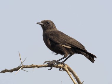 İsli sohbet, Myrmecocichla nigra, şube, Uganda, Ağustos 2018 tek kadın