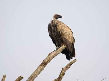 Ak sırtlı akbabası, Gyps africanus, şube, Uganda, Ağustos 2018 tek kuş