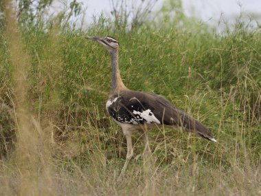Ak karınlı damla, Eupodotis senegalensis, çim, Uganda, Ağustos 2018 tek kuş