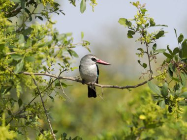 Woodland yalıçapkını, Halcyon senegalensis, şube, Uganda, Ağustos 2018 tek kuş 