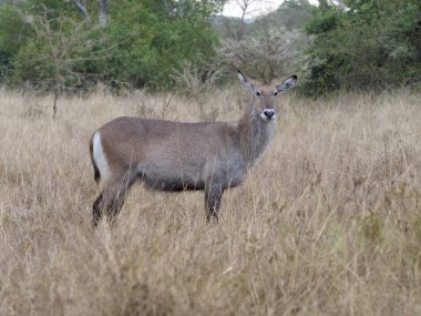 Defassa waterbuck, Kobus ellipsiprymnus defassa, tek erkek, Uganda, Ağustos 2018 