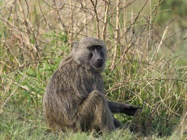 Zeytin babun, Papio anubi, çimen, Uganda, Ağustos 2018 tek memeli