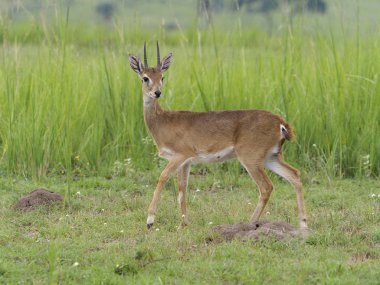 Oriba, Ourebia ourebi, çimen, Uganda, Ağustos 2018 tek memeli