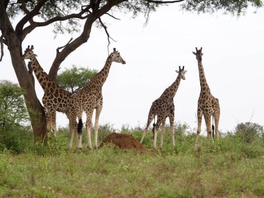 Rothchilds zürafa, zürafa zürafa rothschildi, Grup, Uganda, Ağustos 2018
