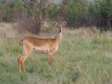 Uganda kob, Kobus kob THOMASI, çim, Uganda, Ağustos 2018 üzerinde tek erkek
