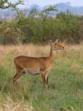 Uganda kob, Kobus kob THOMASI, çim, Uganda, Ağustos 2018 üzerinde tek erkek