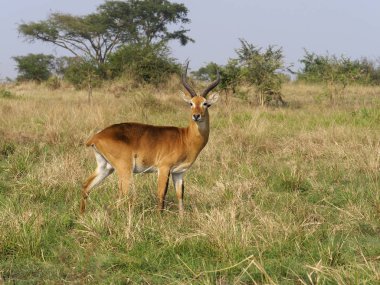 Uganda kob, Kobus kob THOMASI, çim, Uganda, Ağustos 2018 üzerinde tek erkek