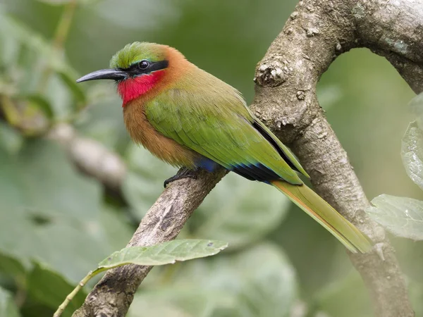 Red-throated bee-eater, Merops bulocki, Single bird on branch, Uganda, August 2018