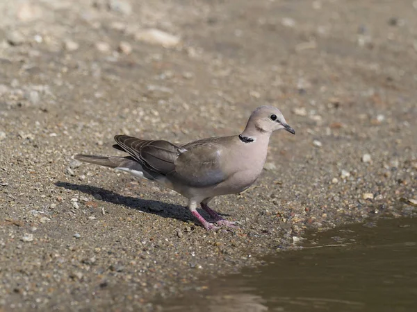 Halka Boyunlu Güvercin Streptopelia Capicola Sudan Uganda Ağustos 2018 Tek — Stok fotoğraf