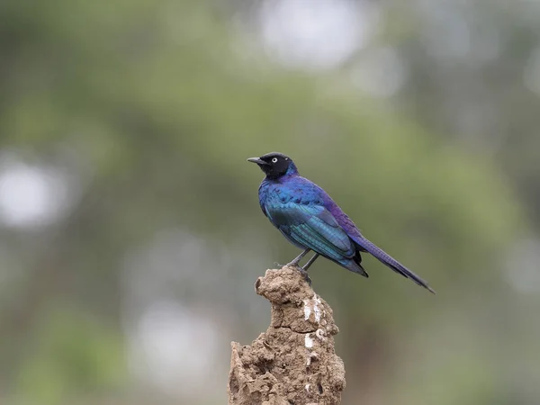 Ruppels Estornino Cola Larga Lamprotornis Purpuroptera Pájaro Soltero Rama Uganda —  Fotos de Stock