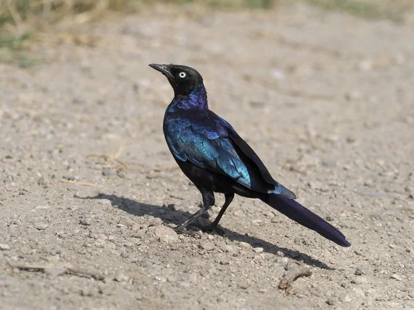 Ruppels Dlouho Sledoval Starlingová Lamprotornis Purpuroptera Jediný Pták Zem Uganda — Stock fotografie