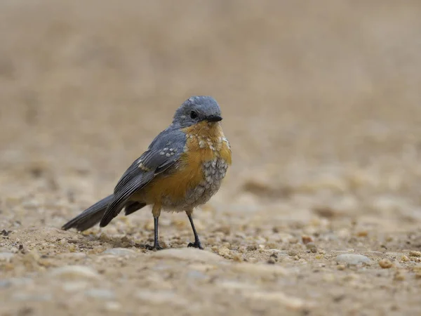 Silverbird Empidornis Semipartitus Ave Solteira Filial Uganda Agosto 2018 — Fotografia de Stock