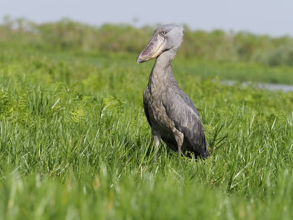 Zapatero Balaeniceps Rex Pájaro Hierba Uganda Agosto 2018 — Foto de Stock