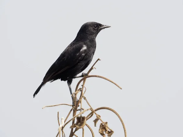 Sooty Chat Myrmecocichla Nigra Single Male Branch Уганда Август 2018 — стоковое фото