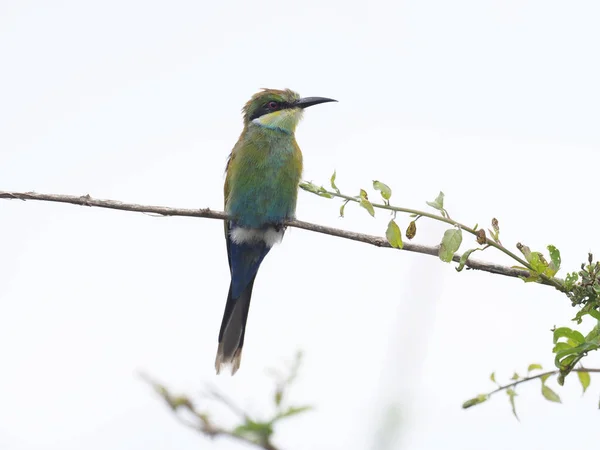 Widłosterne Żołna Merops Hirundineus Pojedynczy Ptak Gałęzi Uganda Sierpień 2018 — Zdjęcie stockowe