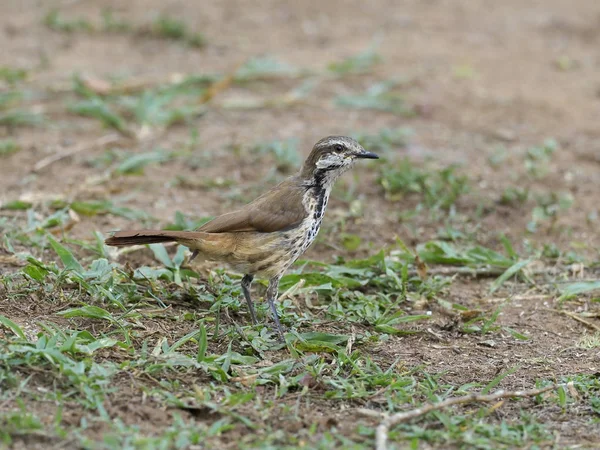 Tordo Palmeira Manchado Cichladusa Guttata Ave Solteira Chão Uganda Agosto — Fotografia de Stock