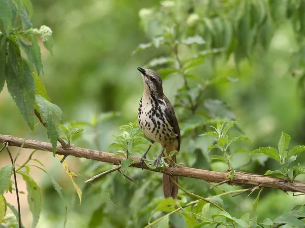 Tordo Palmeira Manchado Cichladusa Guttata Ave Solteira Filial Uganda Agosto — Fotografia de Stock