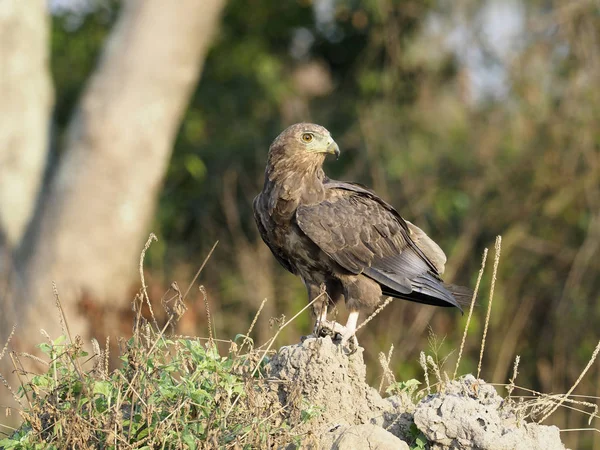 Seeadler Aquila Rapax Einzelner Vogel Auf Ast Uganda August 2018 — Stockfoto