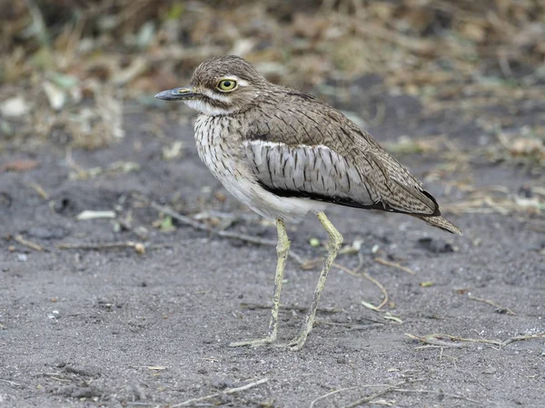 Víz Dikkop Vagy Thick Knee Fokföldi Vermiculatus Egyetlen Madár Földön — Stock Fotó