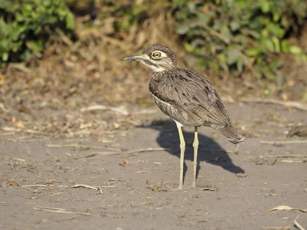 Water Dikkop Thick Knee Burhinus Vermiculatus Single Bird Ground Uganda —  Fotos de Stock